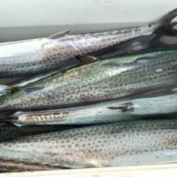 TOPGUN名古屋 釣果