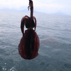 まるいち丸 ZERO-1 釣果