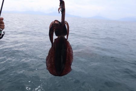 まるいち丸 ZERO-1 釣果