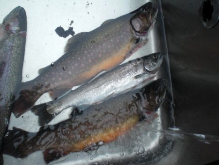 高萩ふれあいの里フィッシングエリア 釣果