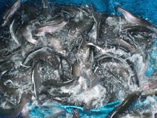 高萩ふれあいの里フィッシングエリア 釣果