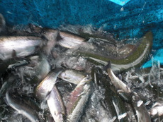 高萩ふれあいの里フィッシングエリア 釣果