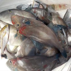 HARUKA丸 はるかまる 釣果