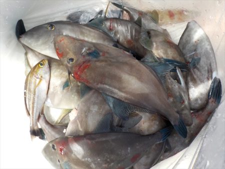 HARUKA丸 はるかまる 釣果