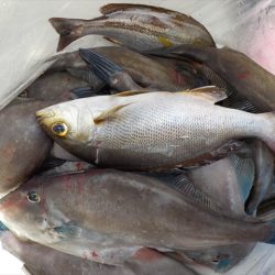 HARUKA丸 はるかまる 釣果