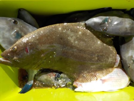 ＨＡＲＵＫＡ丸　はるかまる 釣果