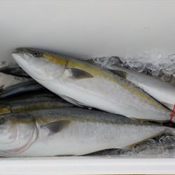 HARUKA丸 はるかまる 釣果