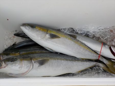 HARUKA丸 はるかまる 釣果
