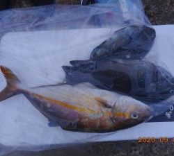 鹿島港魚釣園 釣果