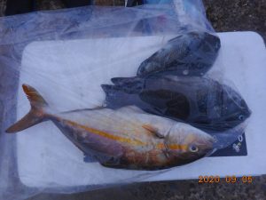 鹿島港魚釣園 釣果