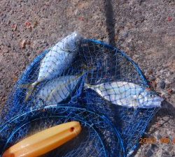 鹿島港魚釣園 釣果