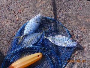 鹿島港魚釣園 釣果