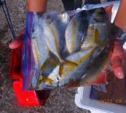 鹿島港魚釣園 釣果