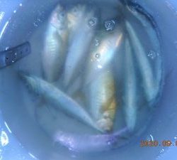 鹿島港魚釣園 釣果