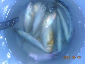 鹿島港魚釣園 釣果