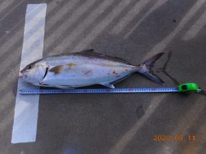 鹿島港魚釣園 釣果