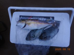 鹿島港魚釣園 釣果