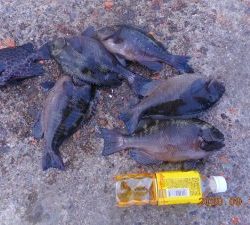 鹿島港魚釣園 釣果