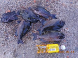 鹿島港魚釣園 釣果