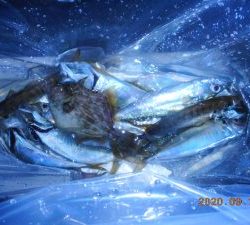 鹿島港魚釣園 釣果