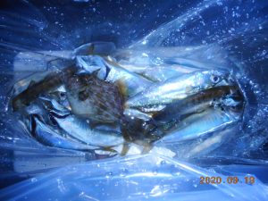 鹿島港魚釣園 釣果