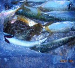 鹿島港魚釣園 釣果