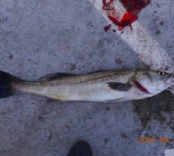 鹿島港魚釣園 釣果