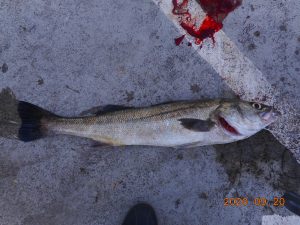 鹿島港魚釣園 釣果