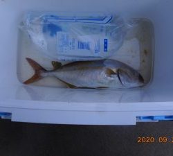 鹿島港魚釣園 釣果