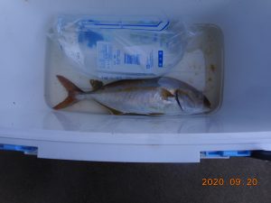 鹿島港魚釣園 釣果