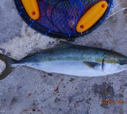 鹿島港魚釣園 釣果