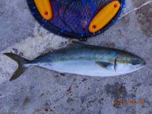 鹿島港魚釣園 釣果