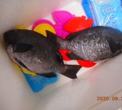 鹿島港魚釣園 釣果