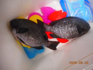 鹿島港魚釣園 釣果