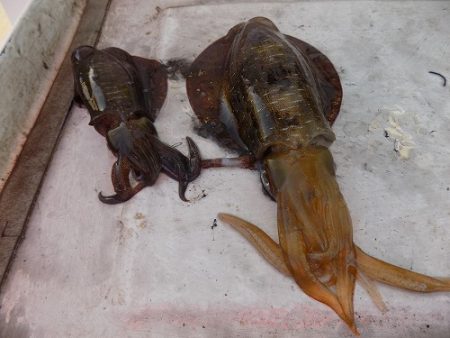 フィッシングボート空風（そらかぜ） 釣果