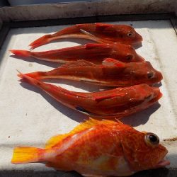 フィッシングボート空風（そらかぜ） 釣果