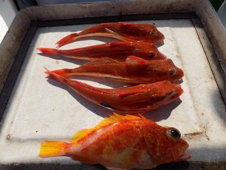 フィッシングボート空風（そらかぜ） 釣果