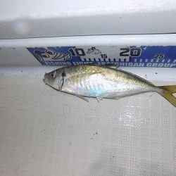 フィッシングボート空風(そらかぜ) 釣果