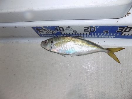 フィッシングボート空風(そらかぜ) 釣果