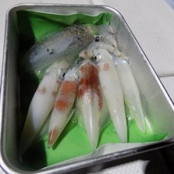 フィッシングボート空風(そらかぜ) 釣果