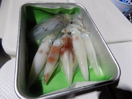 フィッシングボート空風(そらかぜ) 釣果