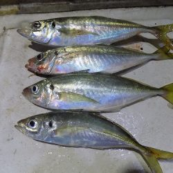 フィッシングボート空風(そらかぜ) 釣果