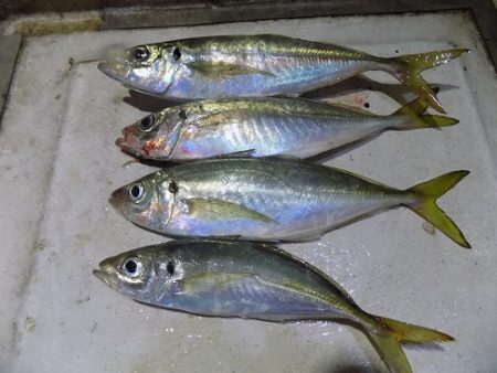 フィッシングボート空風(そらかぜ) 釣果