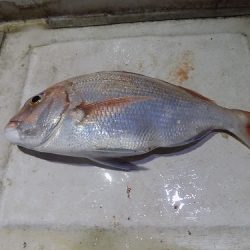 フィッシングボート空風(そらかぜ) 釣果