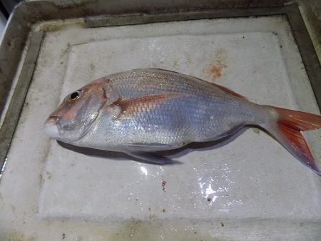 フィッシングボート空風(そらかぜ) 釣果