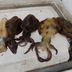 フィッシングボート空風(そらかぜ) 釣果