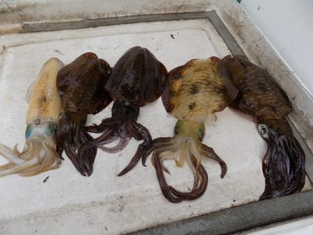 フィッシングボート空風(そらかぜ) 釣果