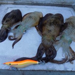 フィッシングボート空風(そらかぜ) 釣果