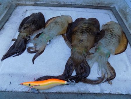 フィッシングボート空風(そらかぜ) 釣果