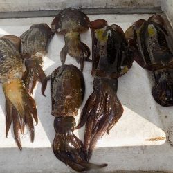 フィッシングボート空風(そらかぜ) 釣果